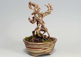 盆栽・リュウジンヅタE（りゅうじんづた・竜神蔦）雑木盆栽の成長記録-1・Parthenocissus tricuspidata bonsai