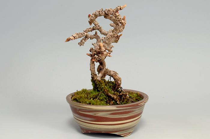 盆栽・リュウジンヅタE-1（りゅうじんづた・竜神蔦）雑木盆栽を左側から見た景色・Parthenocissus tricuspidata bonsai