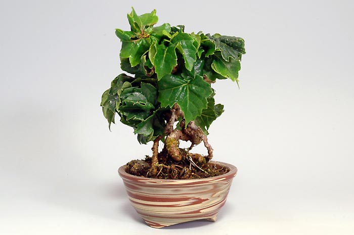 リュウジンヅタE（りゅうじんづた・竜神蔦）雑木盆栽の販売と育て方・作り方・Parthenocissus tricuspidata bonsai