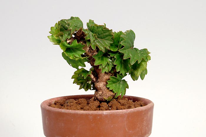 リュウジンヅタG（りゅうじんづた・竜神蔦）雑木盆栽の販売と育て方・作り方・Parthenocissus tricuspidata bonsai