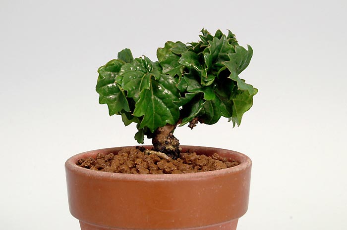 リュウジンヅタ-H（りゅうじんづた・竜神蔦）雑木盆栽の販売と育て方・作り方・Parthenocissus tricuspidata bonsai