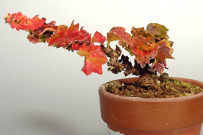 リュウジンヅタ-M（りゅうじんづた・竜神蔦）雑木盆栽の販売と育て方・作り方・Parthenocissus tricuspidata bonsai