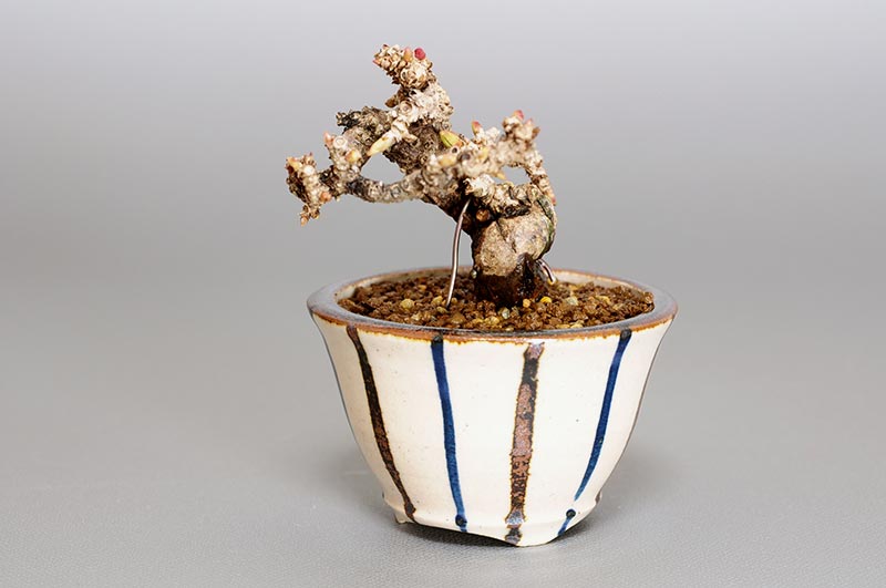 リュウジンヅタN（りゅうじんづた・竜神蔦）雑木盆栽を右側から見た景色・Parthenocissus tricuspidata bonsai photo