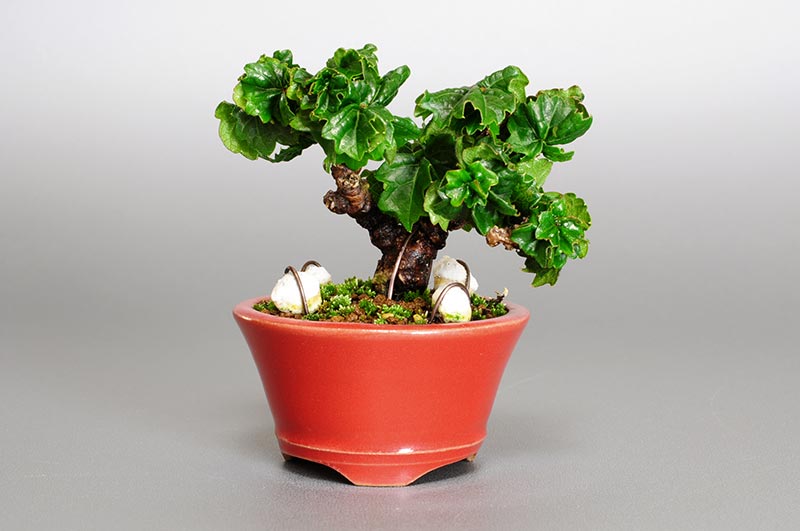 リュウジンヅタO（りゅうじんづた・竜神蔦）雑木盆栽の販売と育て方・作り方・Parthenocissus tricuspidata bonsai