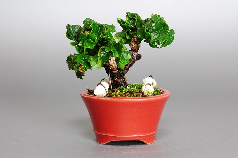 盆栽・リュウジンヅタO（りゅうじんづた・竜神蔦）雑木盆栽を裏側から見た景色・Parthenocissus tricuspidata bonsai