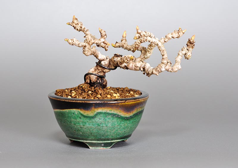 リュウジンヅタP（りゅうじんづた・竜神蔦）雑木盆栽の販売と育て方・作り方・Parthenocissus tricuspidata bonsai photo