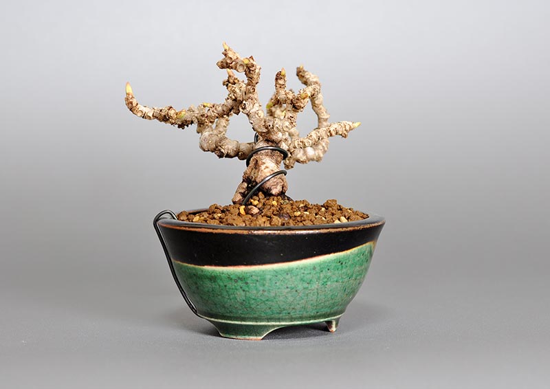 リュウジンヅタP（りゅうじんづた・竜神蔦）雑木盆栽を左側から見た景色・Parthenocissus tricuspidata bonsai photo