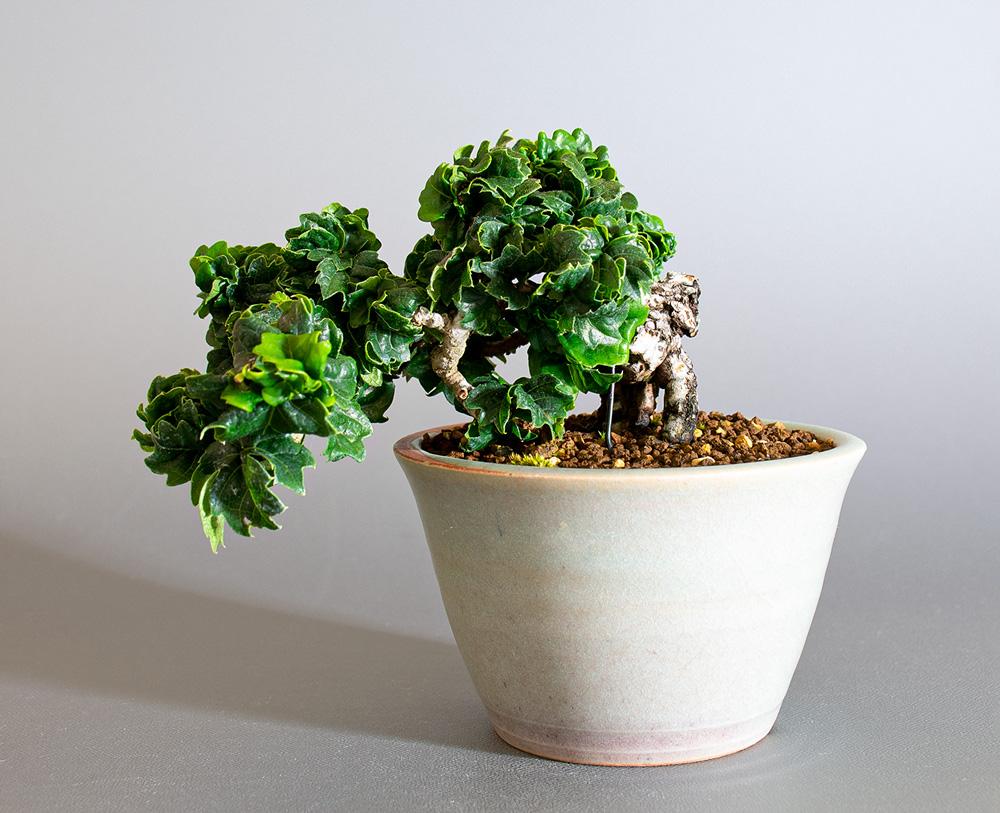 リュウジンヅタ-R（りゅうじんづた・竜神蔦）雑木盆栽の販売と育て方・作り方・Parthenocissus tricuspidata bonsai