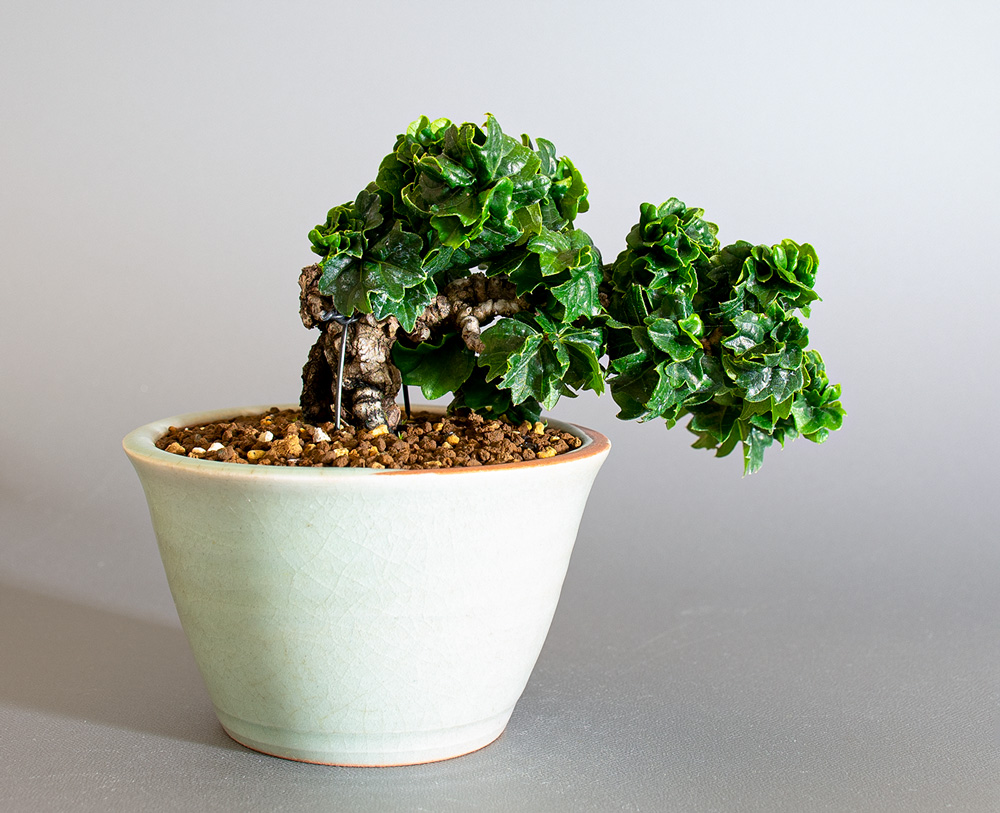 リュウジンヅタ-R（りゅうじんづた・竜神蔦）雑木盆栽を裏側から見た景色・Parthenocissus tricuspidata bonsai