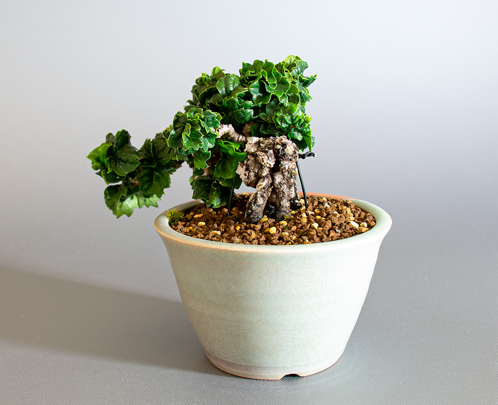 リュウジンヅタ-R（りゅうじんづた・竜神蔦）雑木盆栽の手乗りの景色・Parthenocissus tricuspidata bonsai