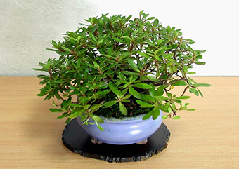 サオトメ-A（さおとめ・早乙女）盆栽の成長記録-1・Rhododendron indicum bonsai
