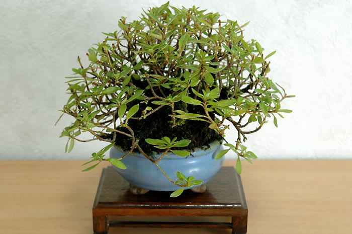 サオトメ-A（さおとめ・早乙女）雑木盆栽の販売と育て方・作り方・Rhododendron indicum bonsai