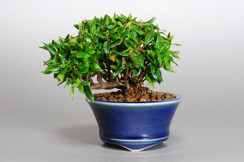 チリメンカズラ-A1-1（ちりめんかずら・縮緬葛）雑木盆栽の販売と育て方・作り方・Chirimen kazura bonsai