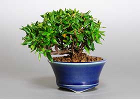 チリメンカズラ-A1（ちりめんかずら・縮緬葛）雑木盆栽の成長記録-1・Chirimen kazura bonsai