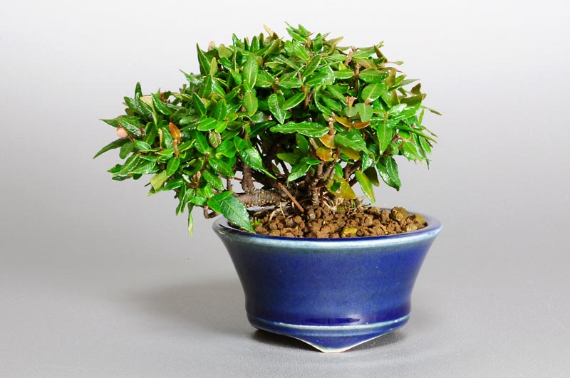 チリメンカズラ-A1（ちりめんかずら・縮緬葛）雑木盆栽の販売と育て方・作り方・Chirimen kazura bonsai