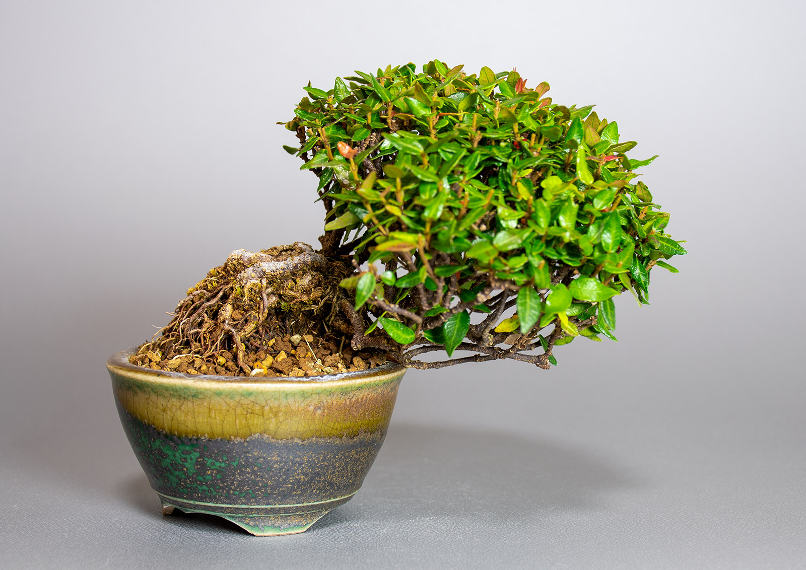 チリメンカズラ-A2（ちりめんかずら・縮緬葛）雑木盆栽の販売と育て方・作り方・Chirimen kazura bonsai