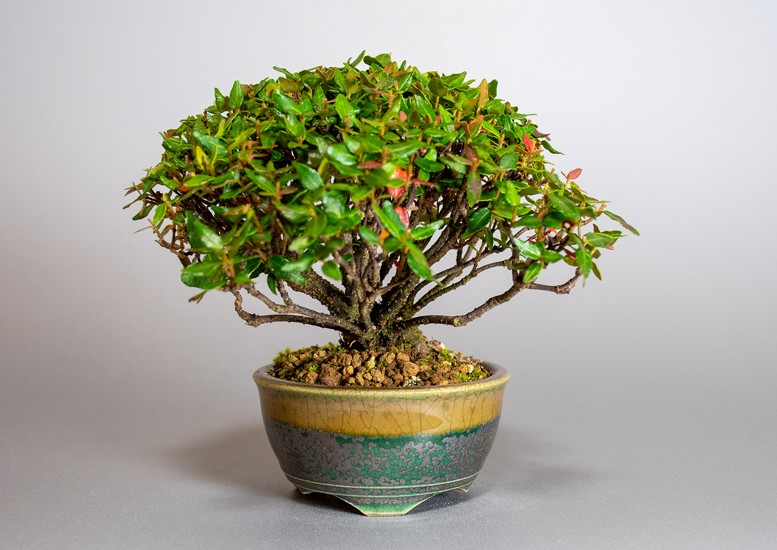チリメンカズラ-B2（ちりめんかずら・縮緬葛）雑木盆栽の販売と育て方・作り方・Chirimen kazura bonsai
