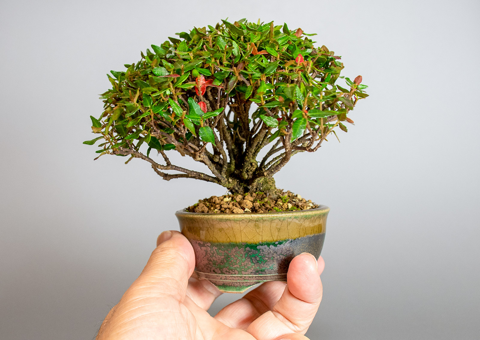チリメンカズラ-B2（ちりめんかずら・縮緬葛）雑木盆栽の手乗りの景色・Chirimen kazura bonsai