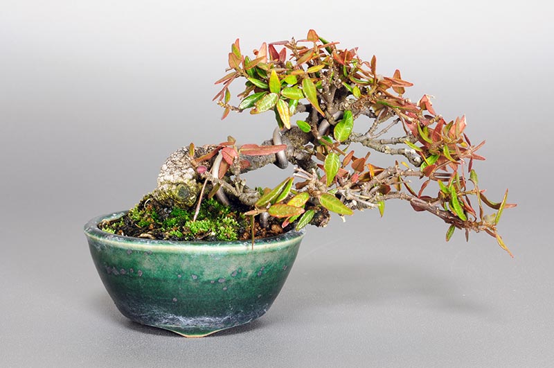 チリメンカズラ-C1-1（ちりめんかずら・縮緬葛）雑木盆栽の販売と育て方・作り方・Chirimen kazura bonsai