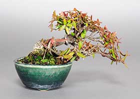 チリメンカズラ-C1（ちりめんかずら・縮緬葛）雑木盆栽の成長記録-1・Chirimen kazura bonsai