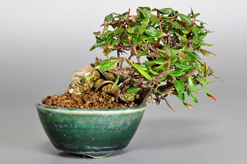 チリメンカズラ-C1（ちりめんかずら・縮緬葛）雑木盆栽の販売と育て方・作り方・Chirimen kazura bonsai
