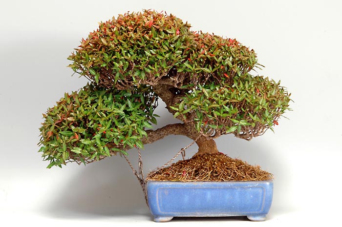 チリメンカズラD（ちりめんかずら・縮緬葛）雑木盆栽の販売と育て方・作り方・Chirimen kazura bonsai
