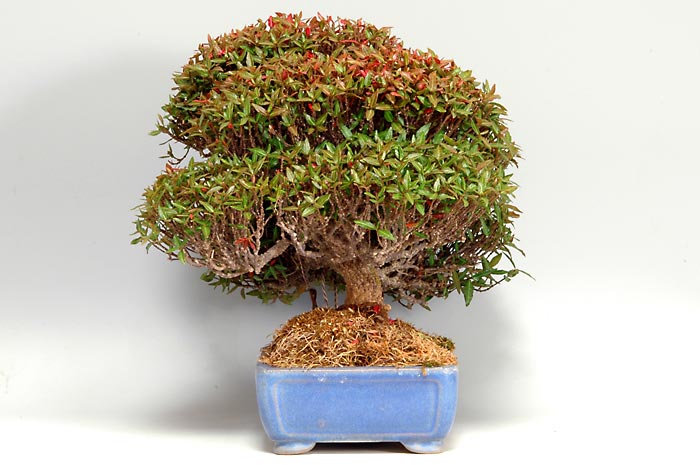 チリメンカズラ-D（ちりめんかずら・縮緬葛）雑木盆栽を右側から見た景色・Chirimen kazura bonsai