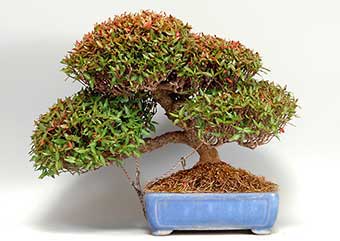 チリメンカズラ-D（ちりめんかずら・縮緬葛）盆栽の樹作りの参考樹形・Chirimen kazura Best bonsai