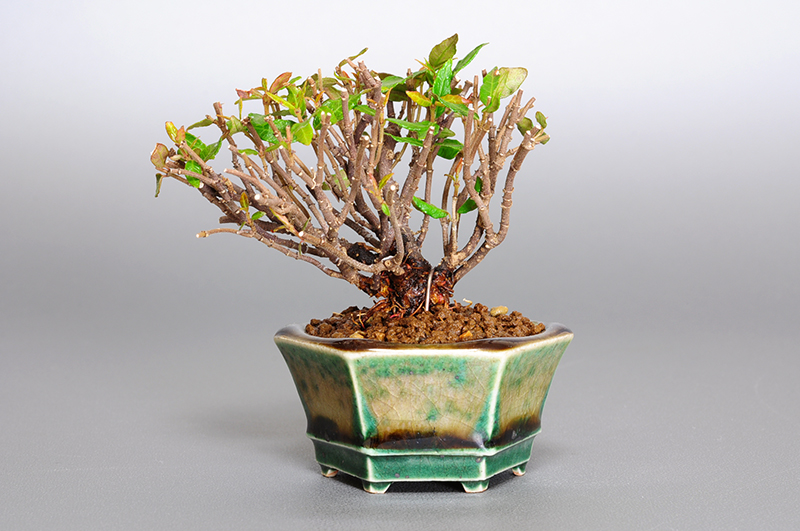 チリメンカズラ-D1-1（ちりめんかずら・縮緬葛）雑木盆栽の販売と育て方・作り方・Chirimen kazura bonsai