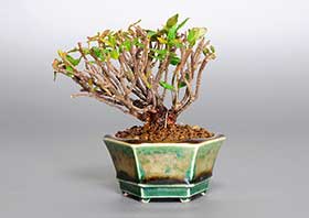 チリメンカズラ-D1（ちりめんかずら・縮緬葛）雑木盆栽の成長記録-1・Chirimen kazura bonsai