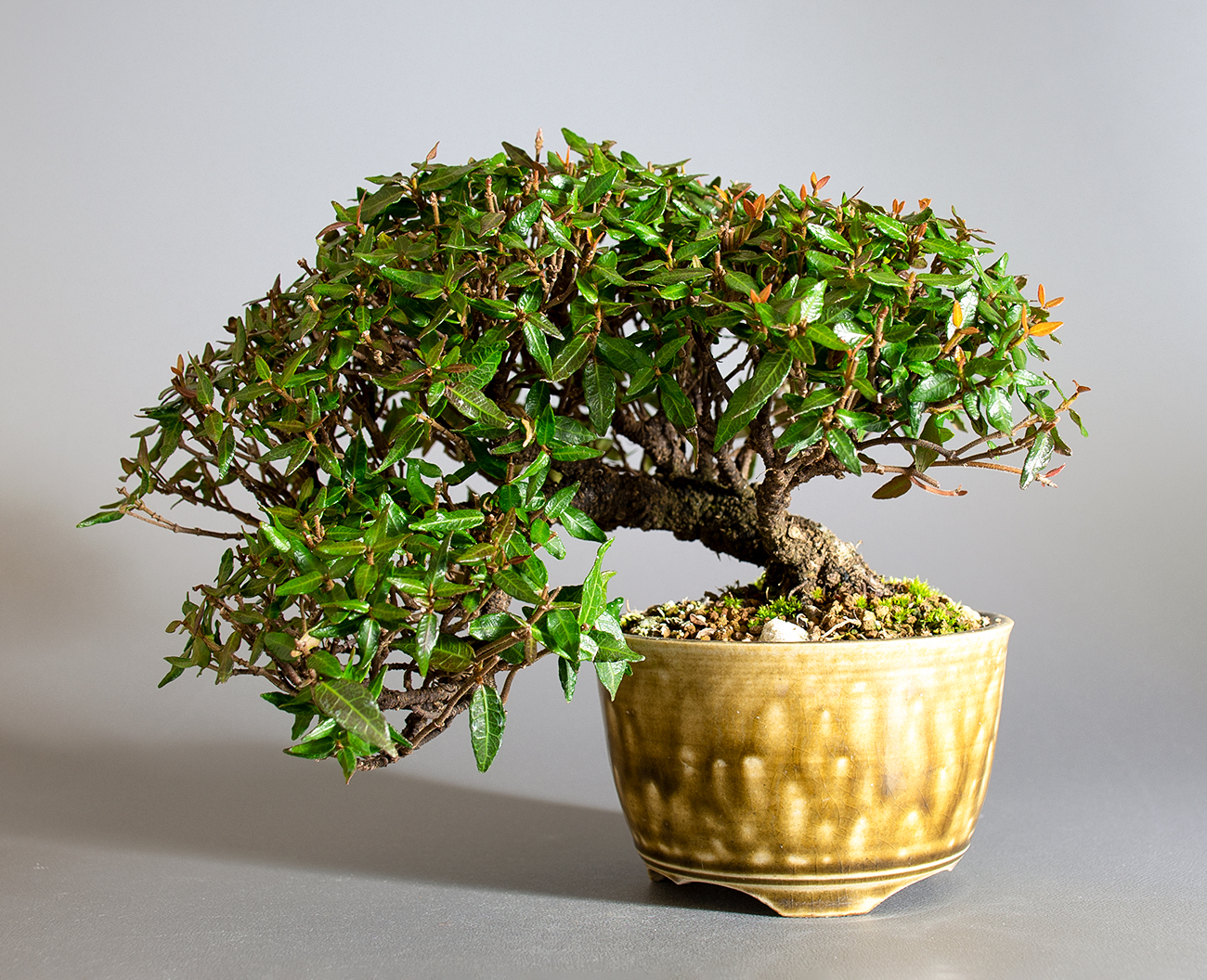 チリメンカズラ-D2-1（ちりめんかずら・縮緬葛）雑木盆栽の販売と育て方・作り方・Chirimen kazura bonsai