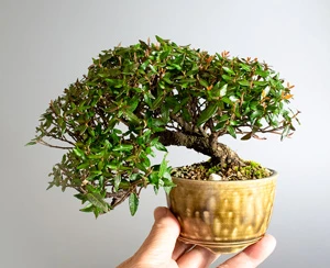 チリメンカズラ-D2-1（ちりめんかずら・縮緬葛）雑木盆栽の成長記録-1・Chirimen kazura bonsai