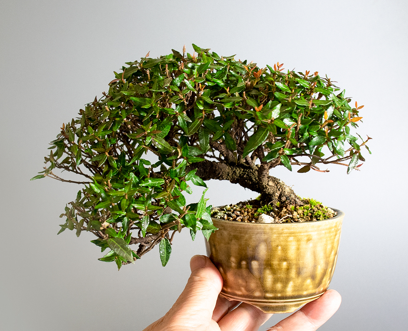 チリメンカズラ-D2-1（ちりめんかずら・縮緬葛）雑木盆栽の手乗りの景色・Chirimen kazura bonsai
