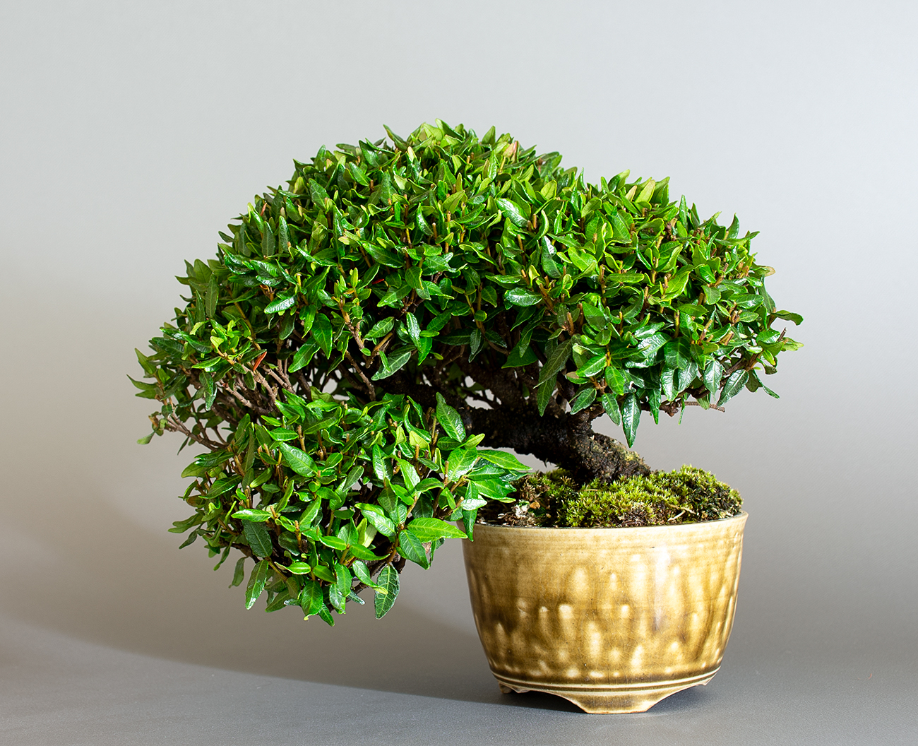 チリメンカズラ-D2-2（ちりめんかずら・縮緬葛）雑木盆栽の販売と育て方・作り方・Chirimen kazura bonsai