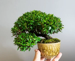 チリメンカズラ-D2-2（ちりめんかずら・縮緬葛）雑木盆栽の成長記録-2・Chirimen kazura bonsai