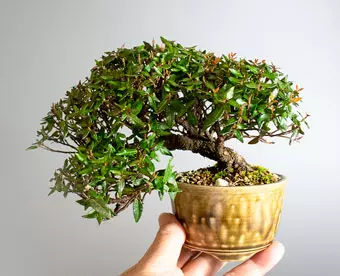 チリメンカズラ-D2（縮緬葛盆栽）Chirimen kazura bonsai｜おすすめの盆栽