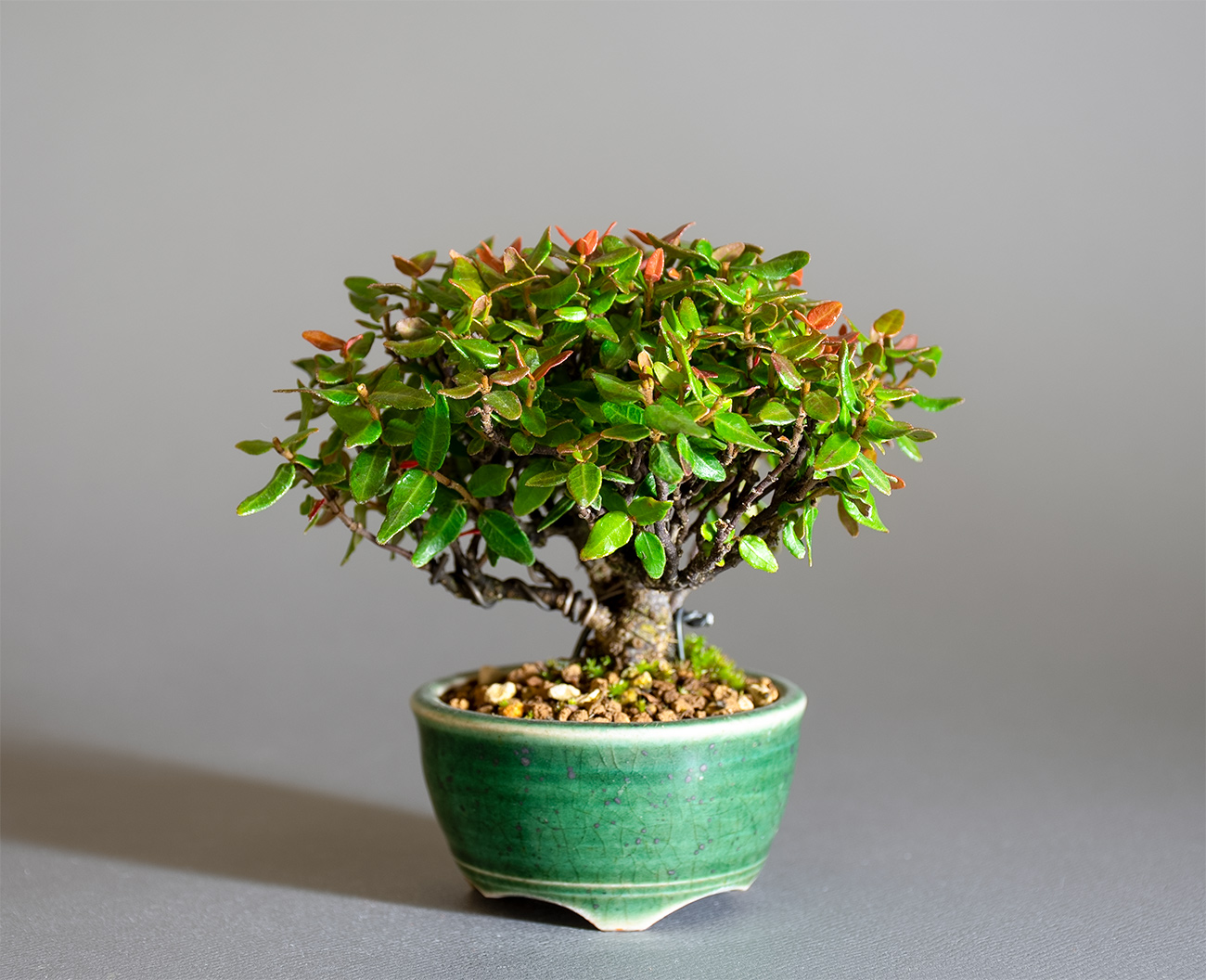 チリメンカズラ-E2（ちりめんかずら・縮緬葛）雑木盆栽の販売と育て方・作り方・Chirimen kazura bonsai
