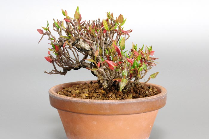 チリメンカズラF-1（ちりめんかずら・縮緬葛）雑木盆栽を右側から見た景色・Chirimen kazura bonsai