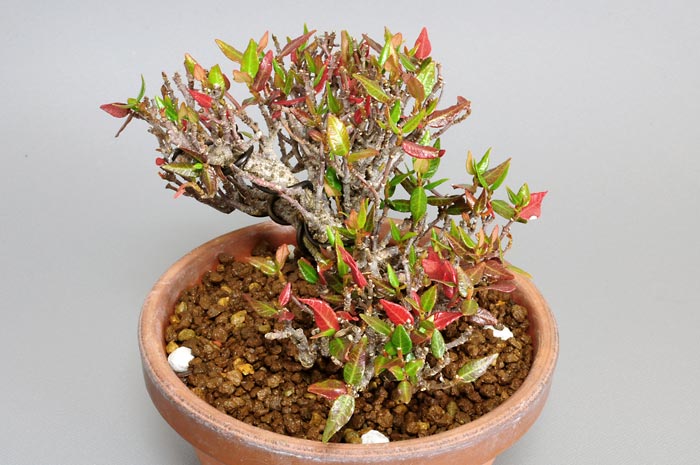 チリメンカズラF-1（ちりめんかずら・縮緬葛）雑木盆栽を別側から見た景色・Chirimen kazura bonsai