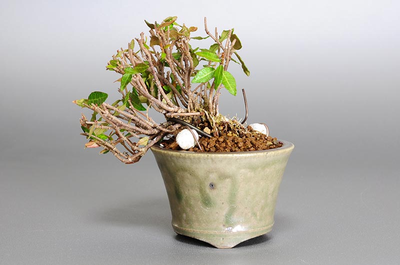 チリメンカズラ-F1-1（ちりめんかずら・縮緬葛）雑木盆栽の販売と育て方・作り方・Chirimen kazura bonsai