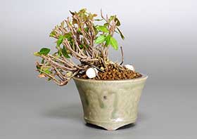 チリメンカズラ-F1（ちりめんかずら・縮緬葛）雑木盆栽の成長記録-1・Chirimen kazura bonsai