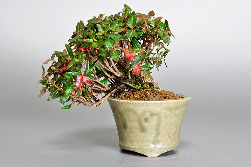 チリメンカズラ-F1-2（ちりめんかずら・縮緬葛）雑木盆栽の販売と育て方・作り方・Chirimen kazura bonsai