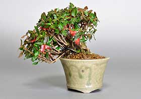 チリメンカズラ-F1（ちりめんかずら・縮緬葛）雑木盆栽の成長記録-2・Chirimen kazura bonsai