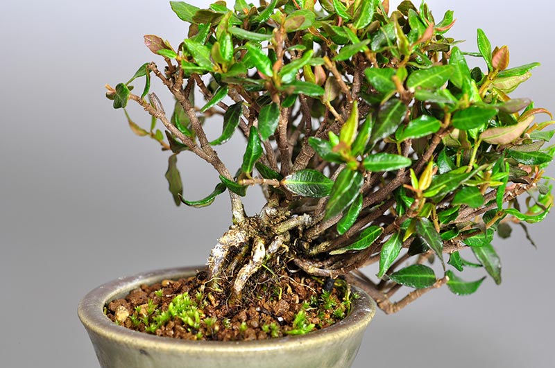 チリメンカズラ-F1（ちりめんかずら・縮緬葛）雑木盆栽を拡大して見た景色・Chirimen kazura bonsai