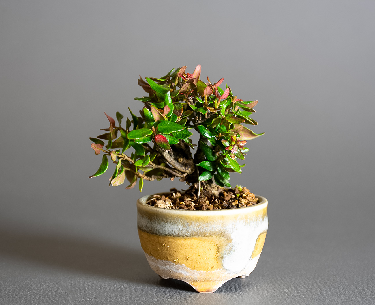 チリメンカズラ-F2（ちりめんかずら・縮緬葛）雑木盆栽の販売と育て方・作り方・Chirimen kazura bonsai