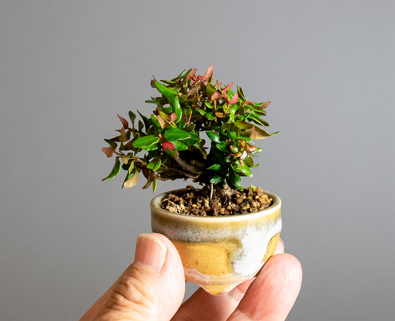 チリメンカズラ-F2（ちりめんかずら・縮緬葛）雑木盆栽の手乗りの景色・Chirimen kazura bonsai