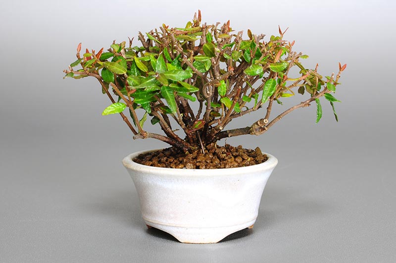 チリメンカズラ-G1（ちりめんかずら・縮緬葛）雑木盆栽の販売と育て方・作り方・Chirimen kazura bonsai