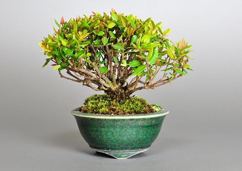 チリメンカズラK（ちりめんかずら・縮緬葛）雑木盆栽の販売と育て方・作り方・Chirimen kazura bonsai
