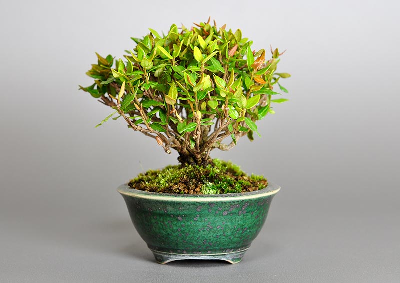 チリメンカズラK（ちりめんかずら・縮緬葛）雑木盆栽を右側から見た景色・Chirimen kazura bonsai