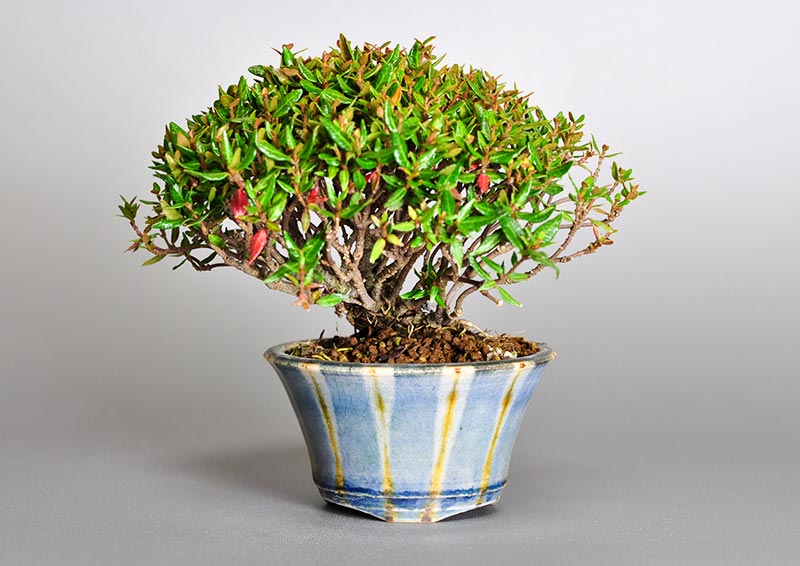 チリメンカズラ-M1（ちりめんかずら・縮緬葛）雑木盆栽の販売と育て方・作り方・Chirimen kazura bonsai